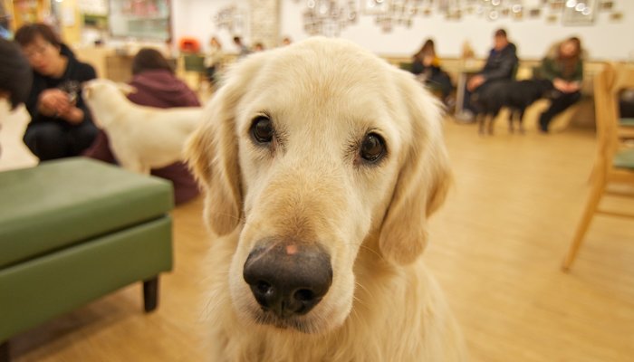 Delhi Now Has Its First Ever Dog Cafe-Puppychino