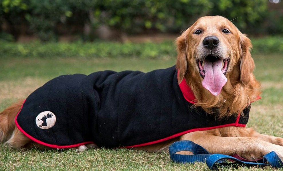 Pet Sensation Of Town, Heads Up For Tails, Launches Its New Winter Collection For Your Furry Little Wanderers