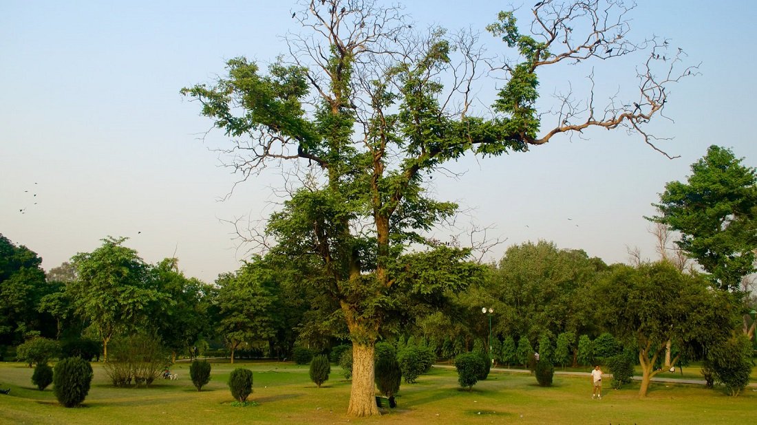 Discover The Innumerable Number Of Trees In Delhi With WWF!