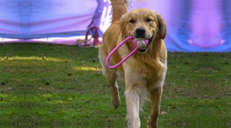 Pet Fed, India's Biggest Pet Festival Has Finally Announced It's Date For Delhi! 