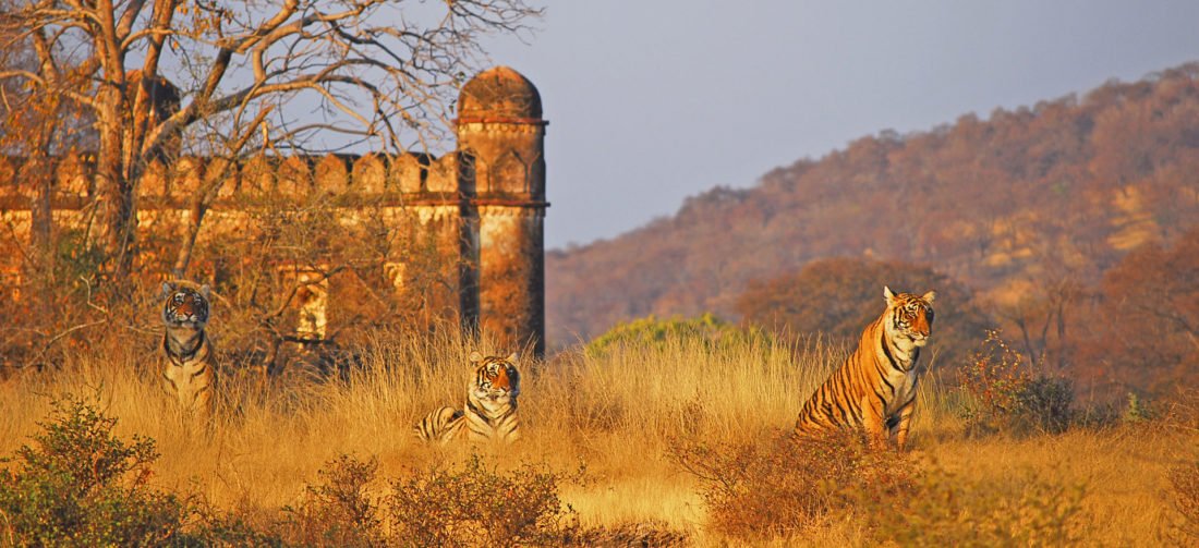 Go Wild At These 7 Wildlife Reserves Not Far From Delhi