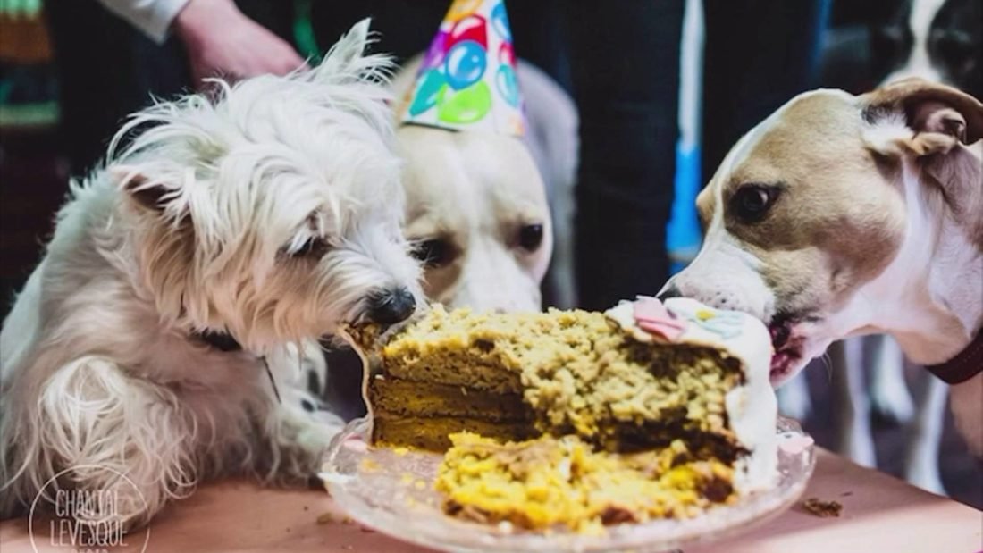 These Places In Delhi Serve Special Cakes For Your Pets’ Birthday!!