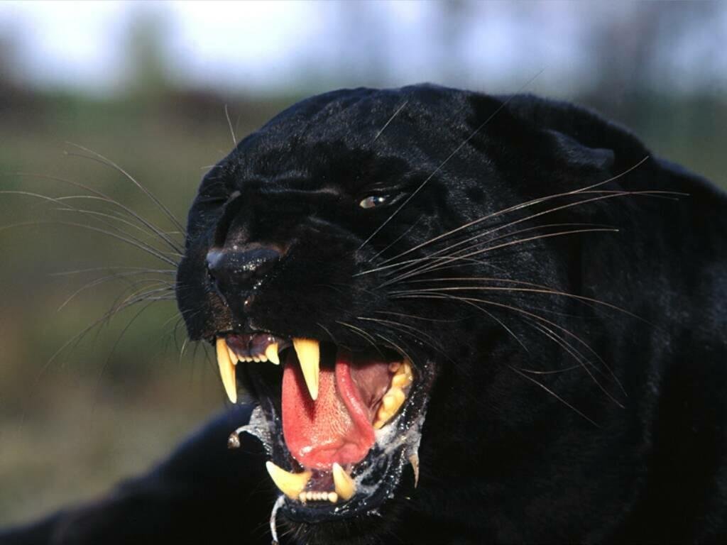 Remember Bagheera? Here’s Where You Can See The REAL Black Panther In India