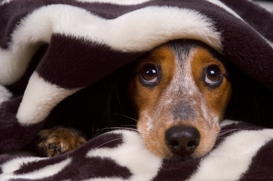 How To Protect Your Pets From Loud Noises This Diwali